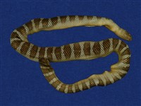 藏品(闊帶青斑海蛇)的圖片